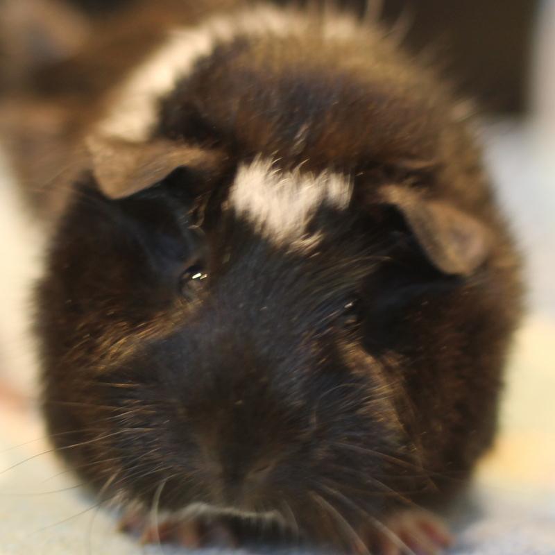 Polly and Mila, a ADOPTABLE Guinea Pig in Budd Lake, NJ image 6/6