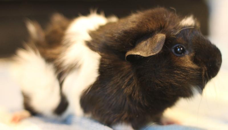 Polly and Mila, a ADOPTABLE Guinea Pig in Budd Lake, NJ image 5/6