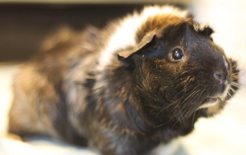 Polly and Mila, a ADOPTABLE Guinea Pig in Budd Lake, NJ image 3/6