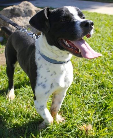 Enlarge Heron, a Adoptable mixed breed in San Diego, CA image 1/6