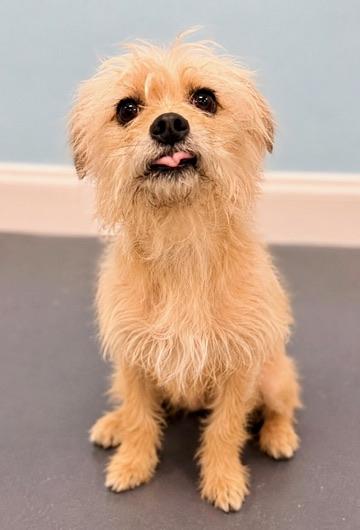 Wumbo, a Adoptable mixed breed in Covington, LA image 5/6