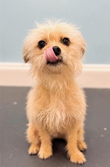 Wumbo, Adoptable, Young Male Maltese & Chihuahua.