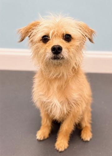 Wumbo, a Adoptable mixed breed in Covington, LA image 3/6