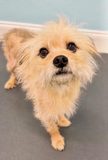 Wumbo, a Adoptable mixed breed in Covington, LA image 6/6