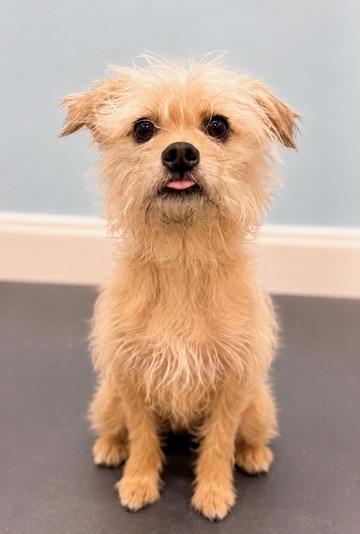 Wumbo, a Adoptable mixed breed in Covington, LA image 2/6