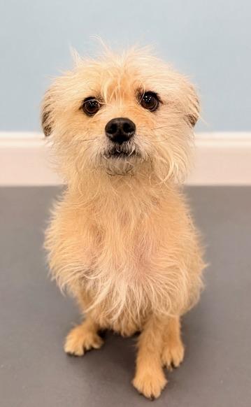 Wumbo, a Adoptable mixed breed in Covington, LA image 4/6