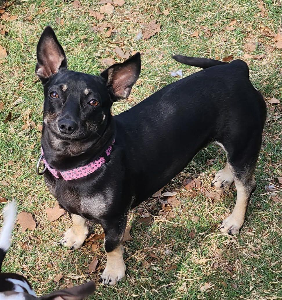 Enlarge Maggie, a Adoptable mixed breed in Houston, TX image 4/6