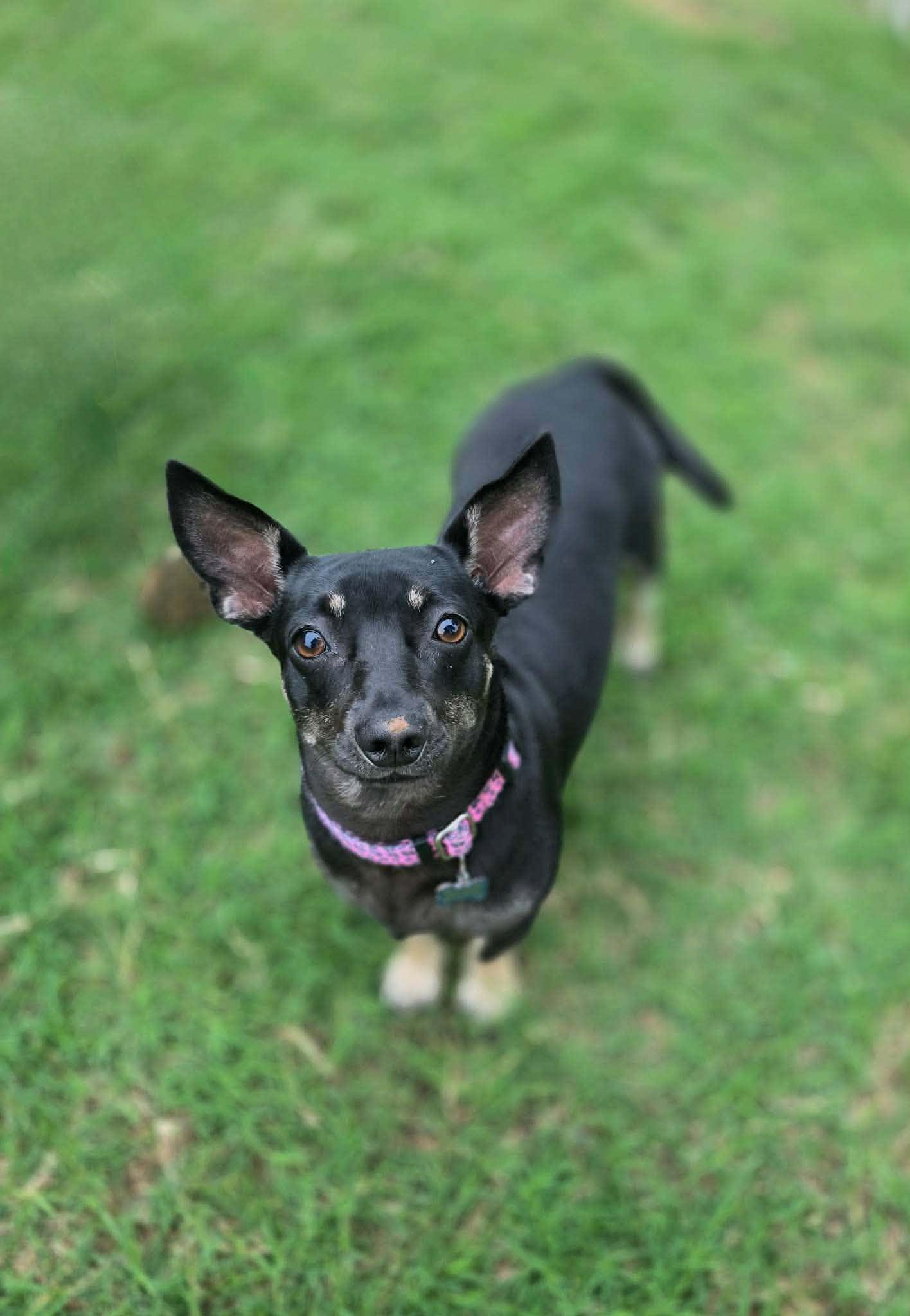 Enlarge Maggie, a Adoptable mixed breed in Houston, TX image 5/6