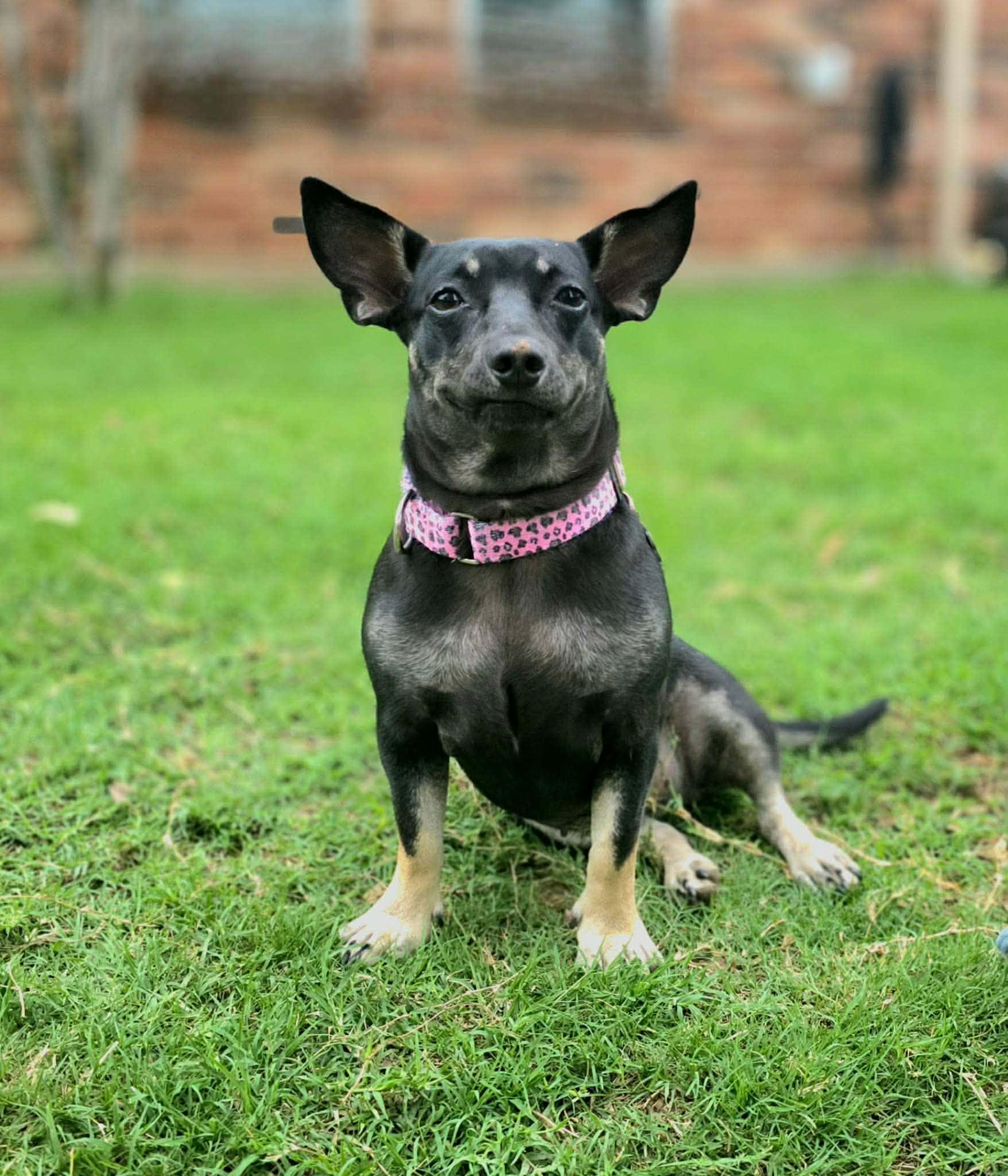Enlarge Maggie, a Adoptable mixed breed in Houston, TX image 2/6