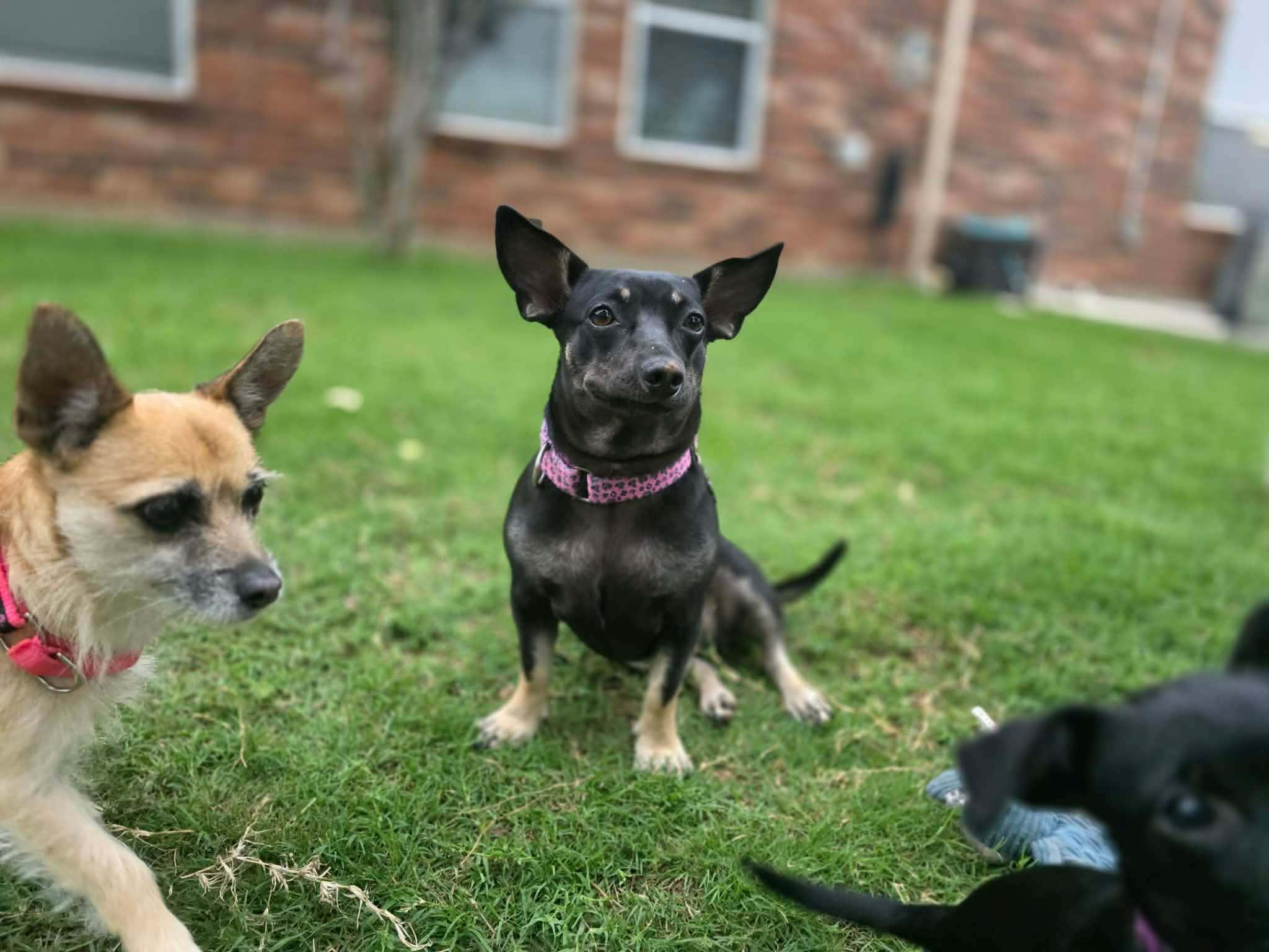 Enlarge Maggie, a Adoptable mixed breed in Houston, TX image 3/6