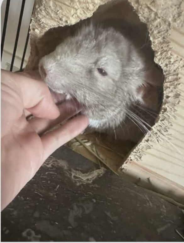 Enlarge Barney, a ADOPTABLE Chinchilla in Shelby Township, MI image 1/1