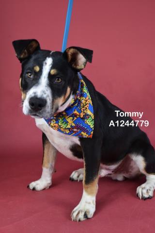 Enlarge Tommy - URGENT - LONGTIME RESIDENT, a ADOPTABLE mixed breed in Thousand Oaks, CA image 1/6