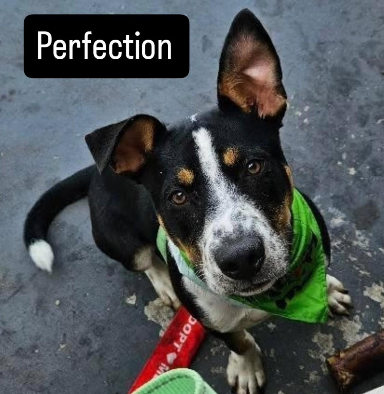 Enlarge Tommy - URGENT - LONGTIME RESIDENT, a ADOPTABLE mixed breed in Thousand Oaks, CA image 4/6