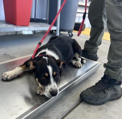 Tommmy, ADOPTABLE, Adult Male Pit Bull Terrier.