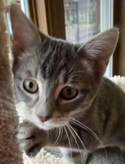 Lingo, a Adoptable Domestic Short Hair in Dalzell, IL image 1/3
