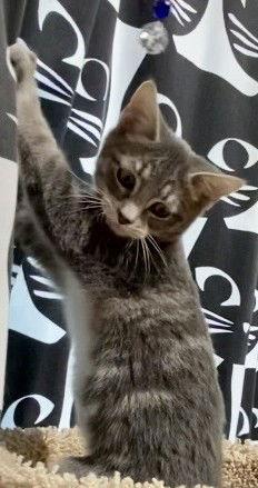 Lingo, a Adoptable Domestic Short Hair in Dalzell, IL image 2/3