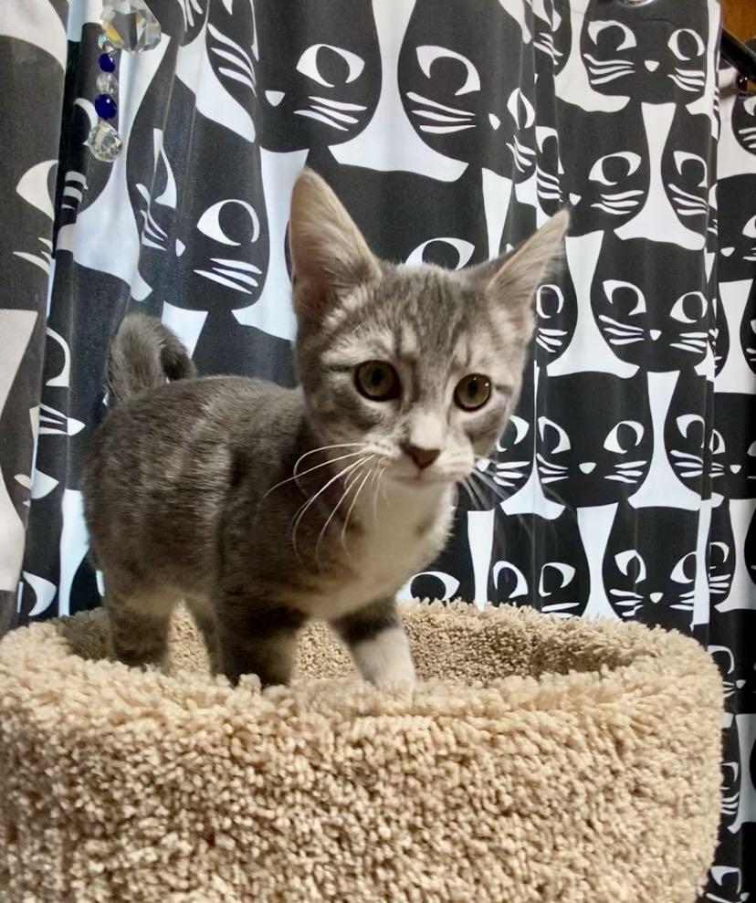 Lingo, a Adoptable Domestic Short Hair in Dalzell, IL image 3/3