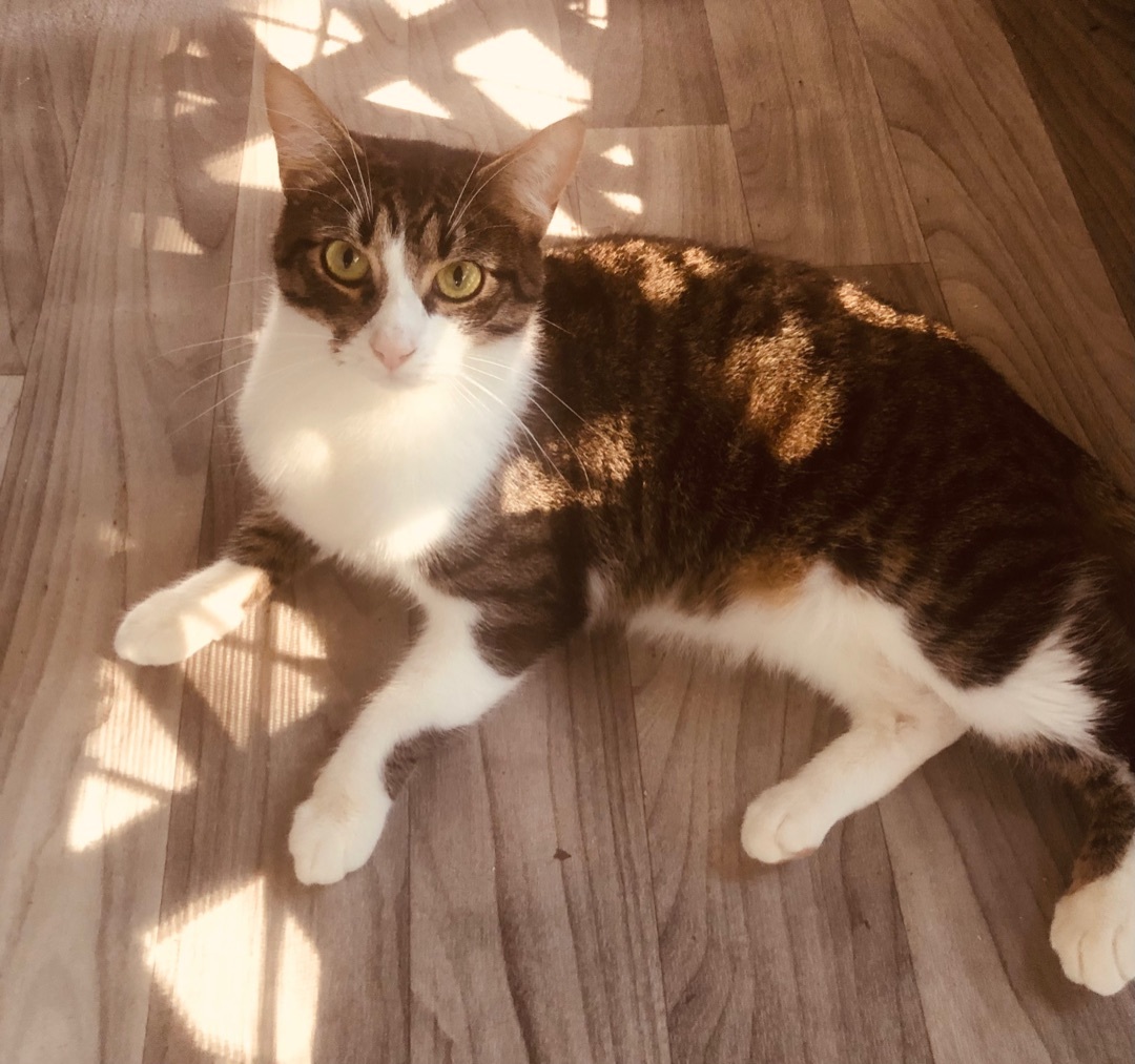 Frankie