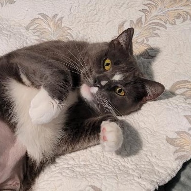 Enlarge Suzi, a Adoptable Domestic Short Hair in New Britain, CT image 4/4