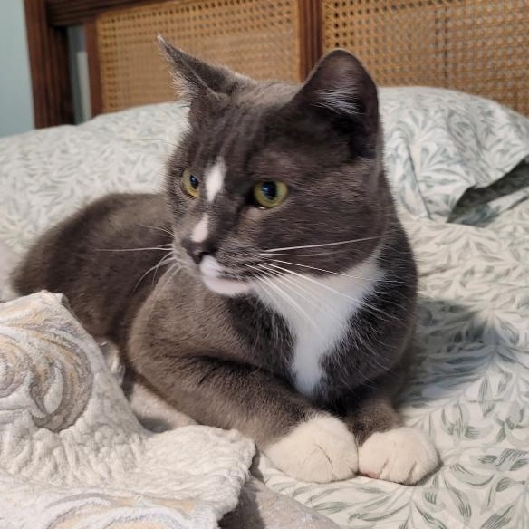 Enlarge Suzi, a Adoptable Domestic Short Hair in New Britain, CT image 2/4