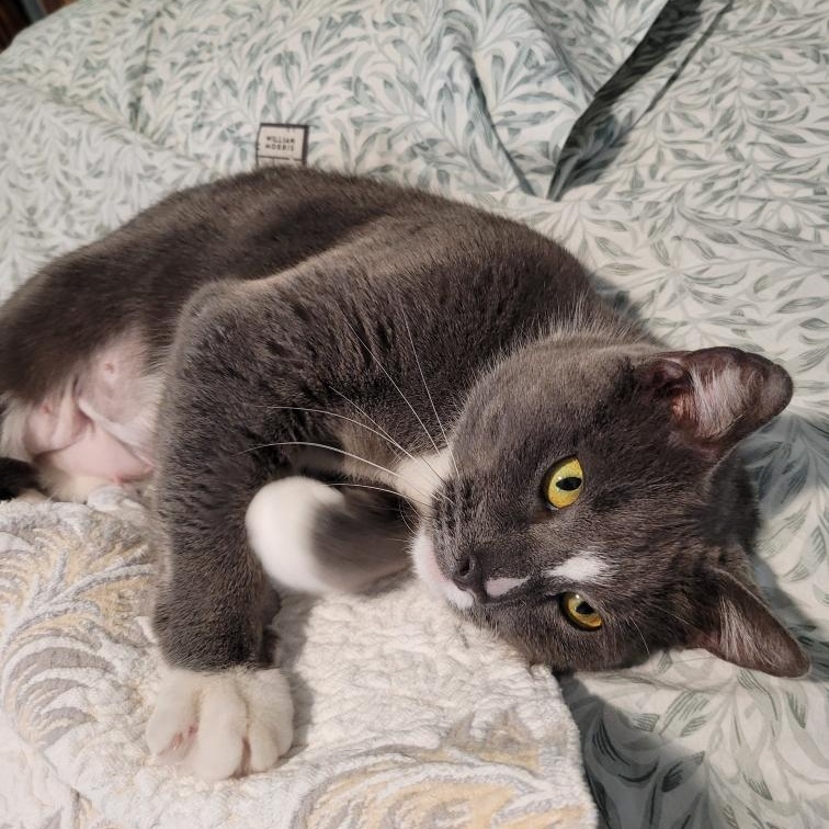 Enlarge Suzi, a Adoptable Domestic Short Hair in New Britain, CT image 3/4