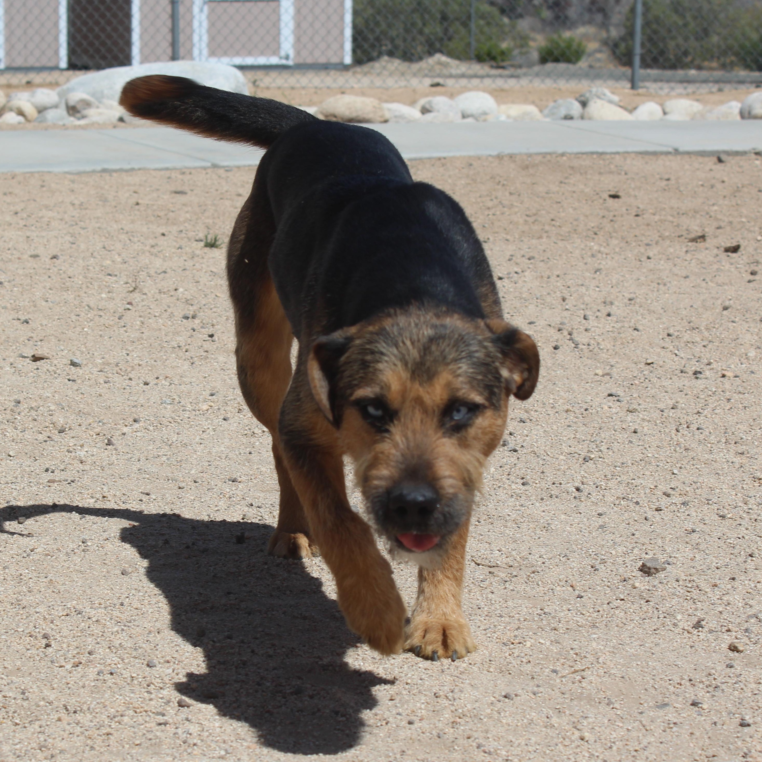 Enlarge Daphne, a ADOPTABLE mixed breed in Yucca Valley, CA image 4/6