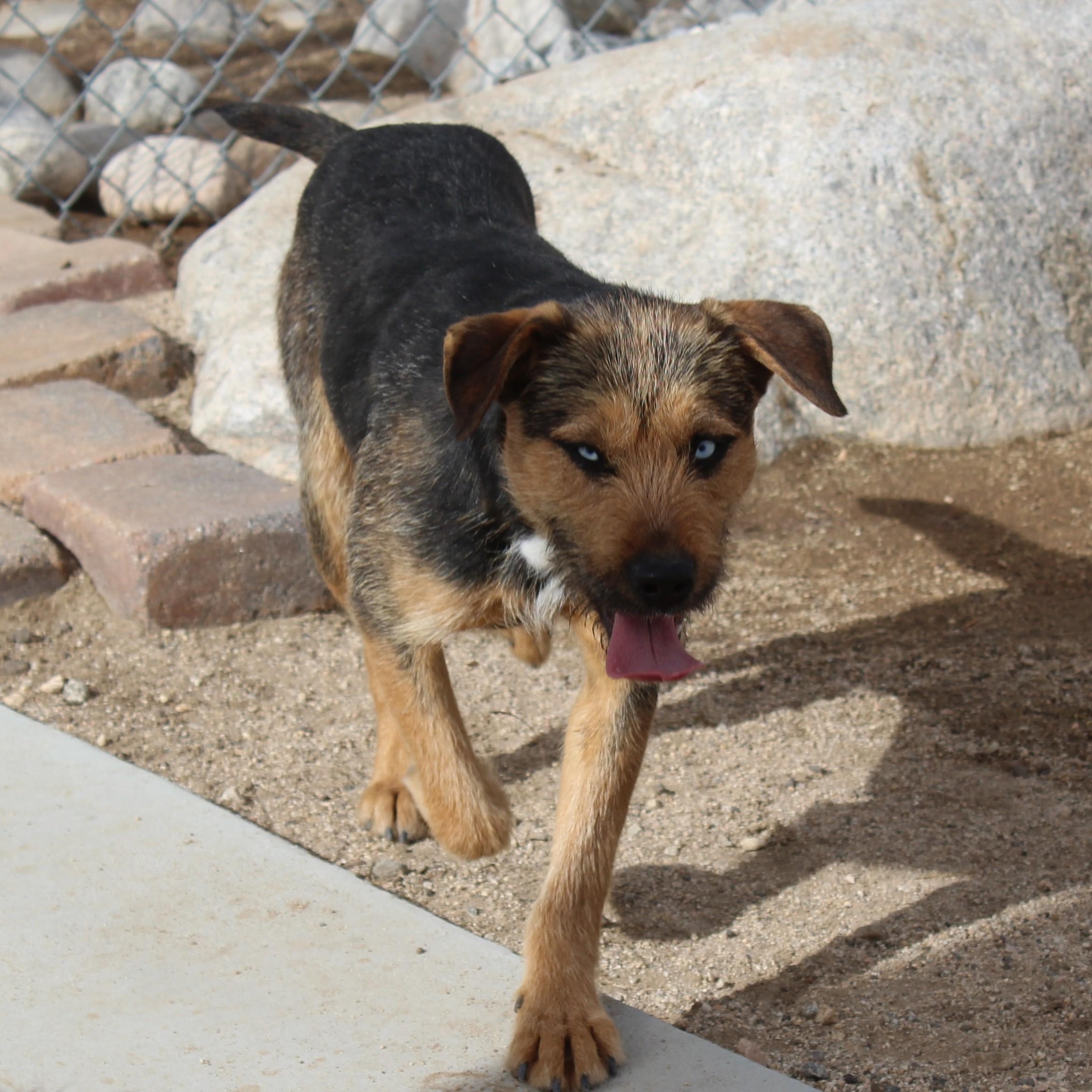 Enlarge Daphne, a ADOPTABLE mixed breed in Yucca Valley, CA image 1/2