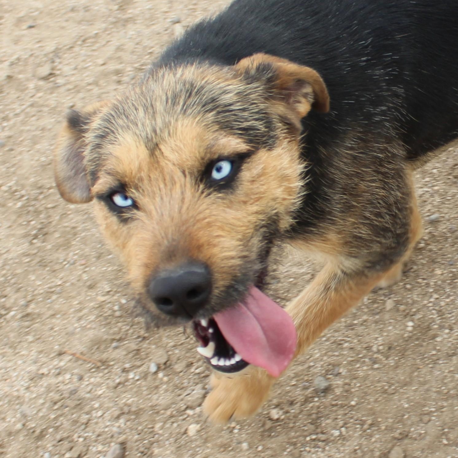 Enlarge Daphne, a ADOPTABLE mixed breed in Yucca Valley, CA image 2/2