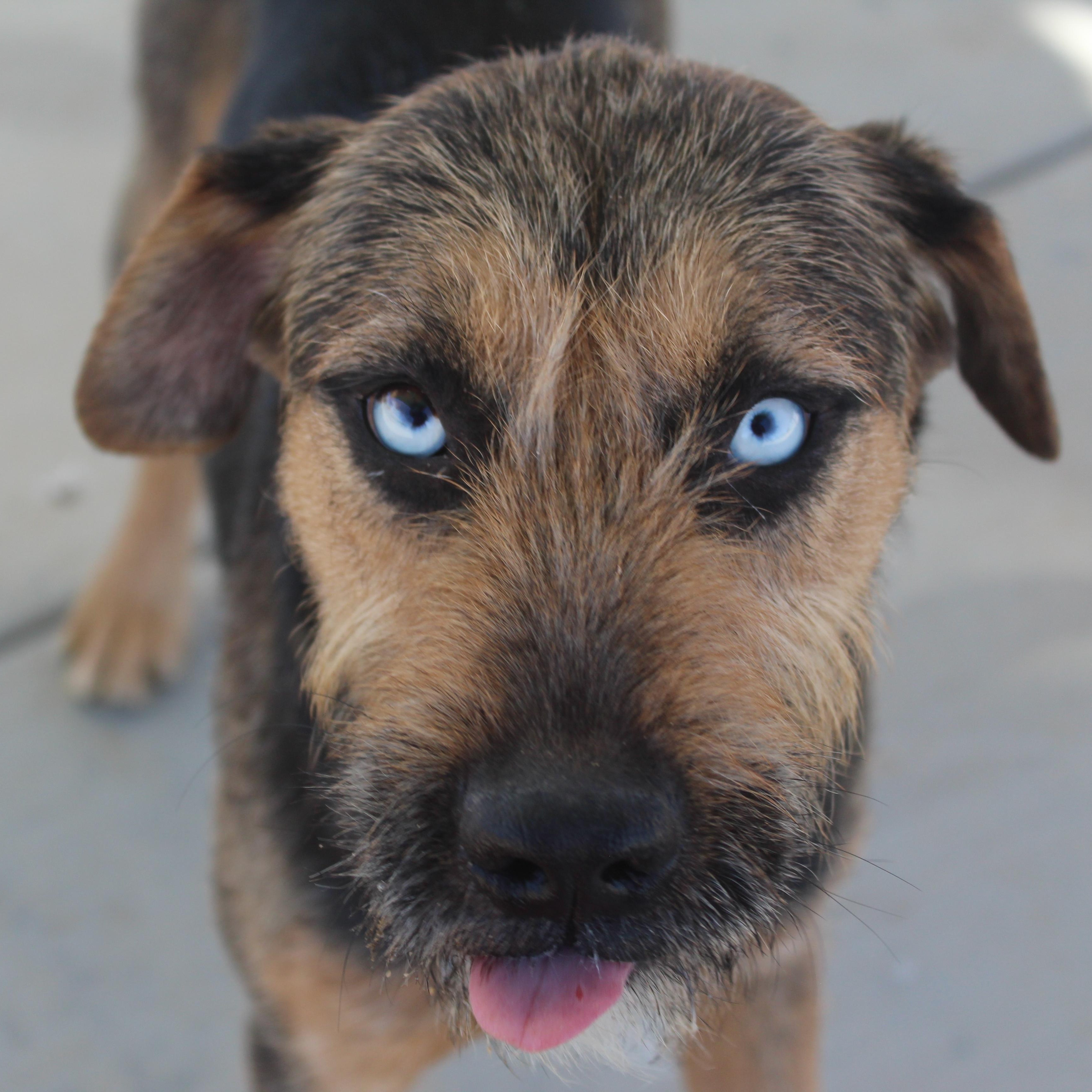 Daphne, ADOPTABLE, Adult Female German Shepherd Dog & Giant Schnauzer.