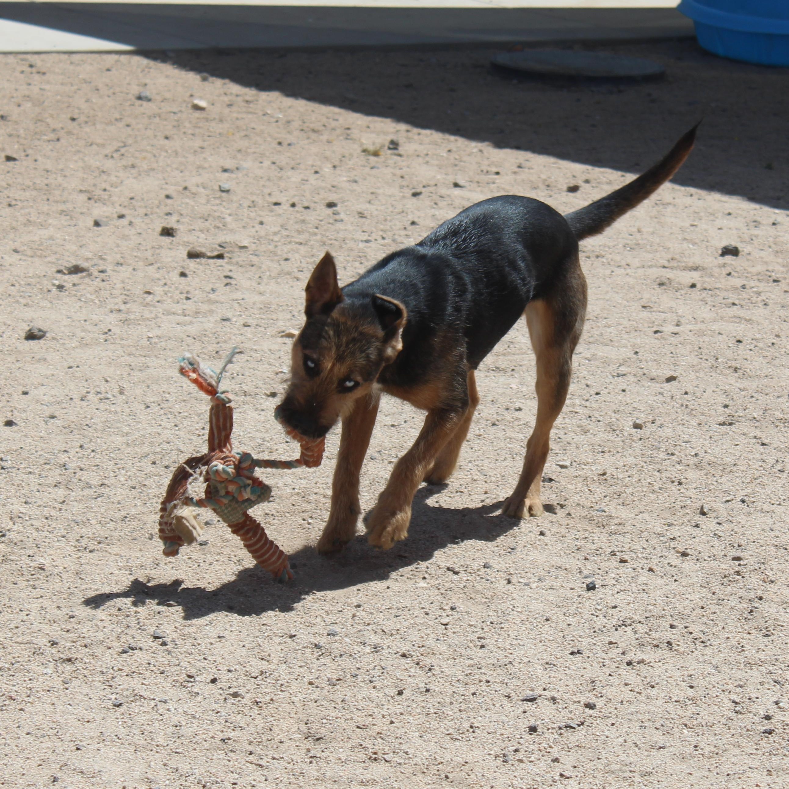 Enlarge Daphne, a ADOPTABLE mixed breed in Yucca Valley, CA image 2/6