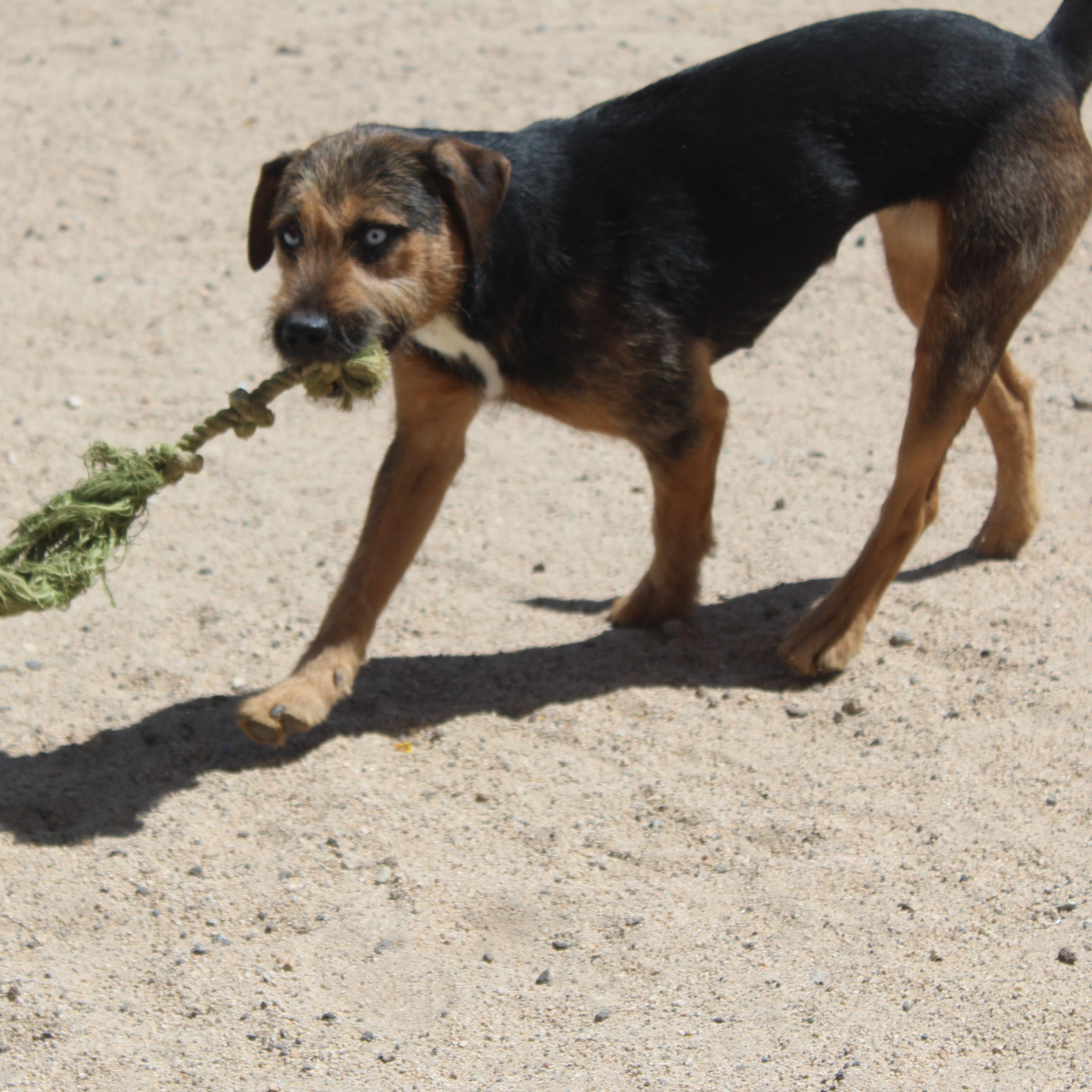 Enlarge Daphne, a ADOPTABLE mixed breed in Yucca Valley, CA image 5/6