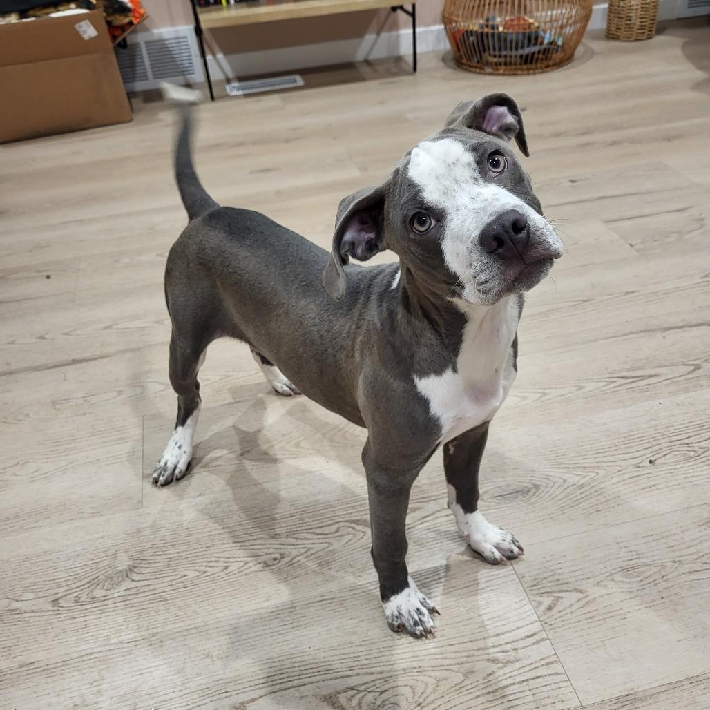 Enlarge Tracker, a Adoptable mixed breed in Fargo, ND image 3/6