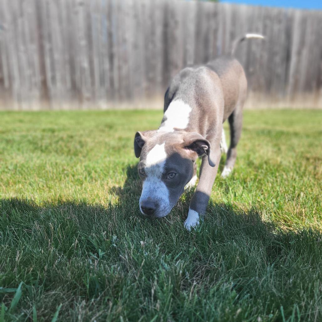 Enlarge Tracker, a Adoptable mixed breed in Fargo, ND image 4/6