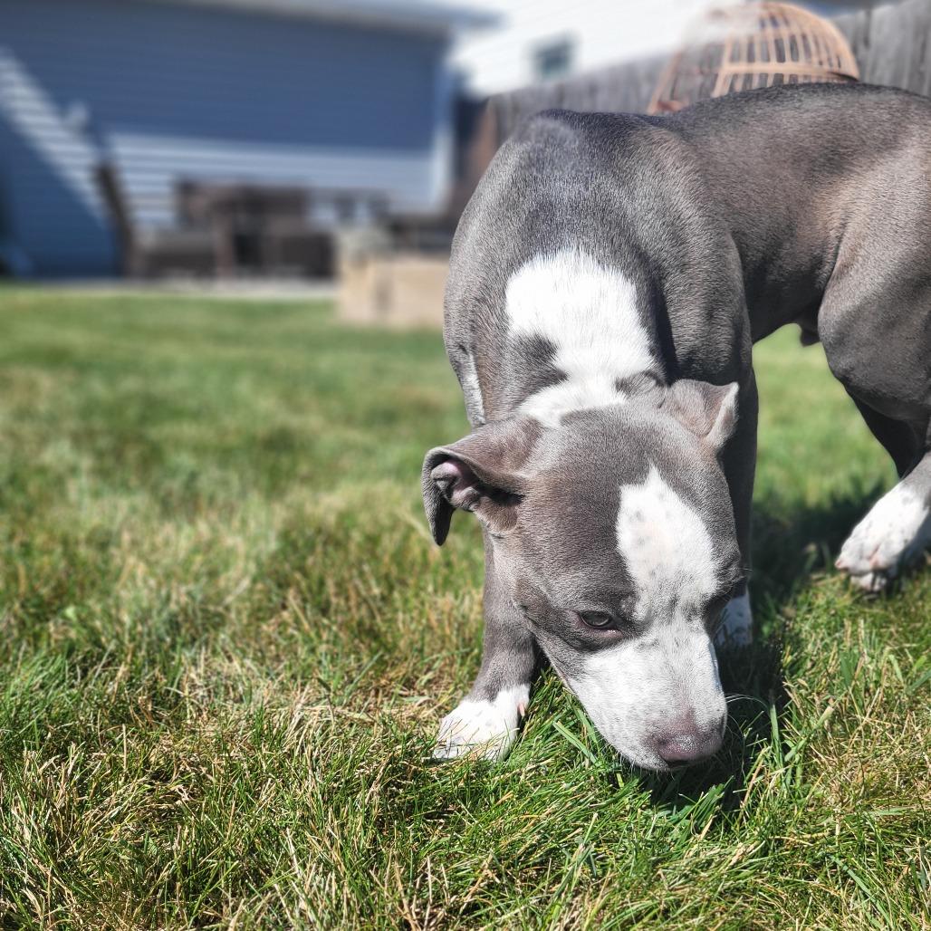 Enlarge Tracker, a Adoptable mixed breed in Fargo, ND image 1/6