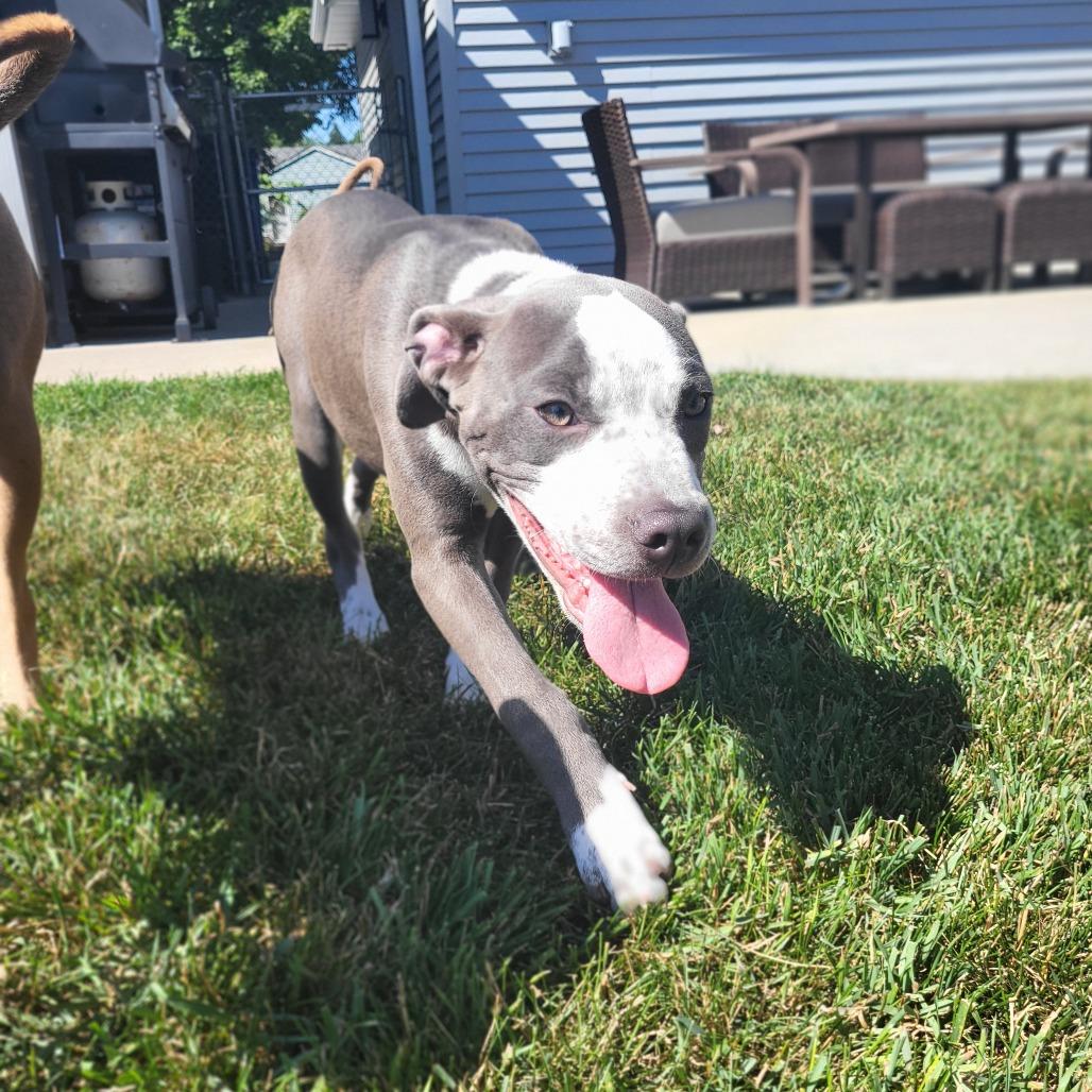 Enlarge Tracker, a Adoptable mixed breed in Fargo, ND image 5/6
