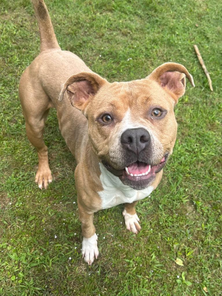 Loba, Adoptable, Adult Female Pit Bull Terrier.