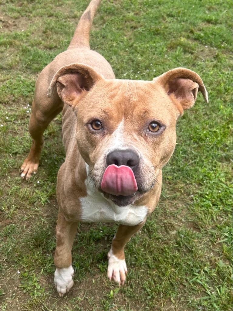 Enlarge Loba, a Adoptable mixed breed in Benton, AR image 2/4
