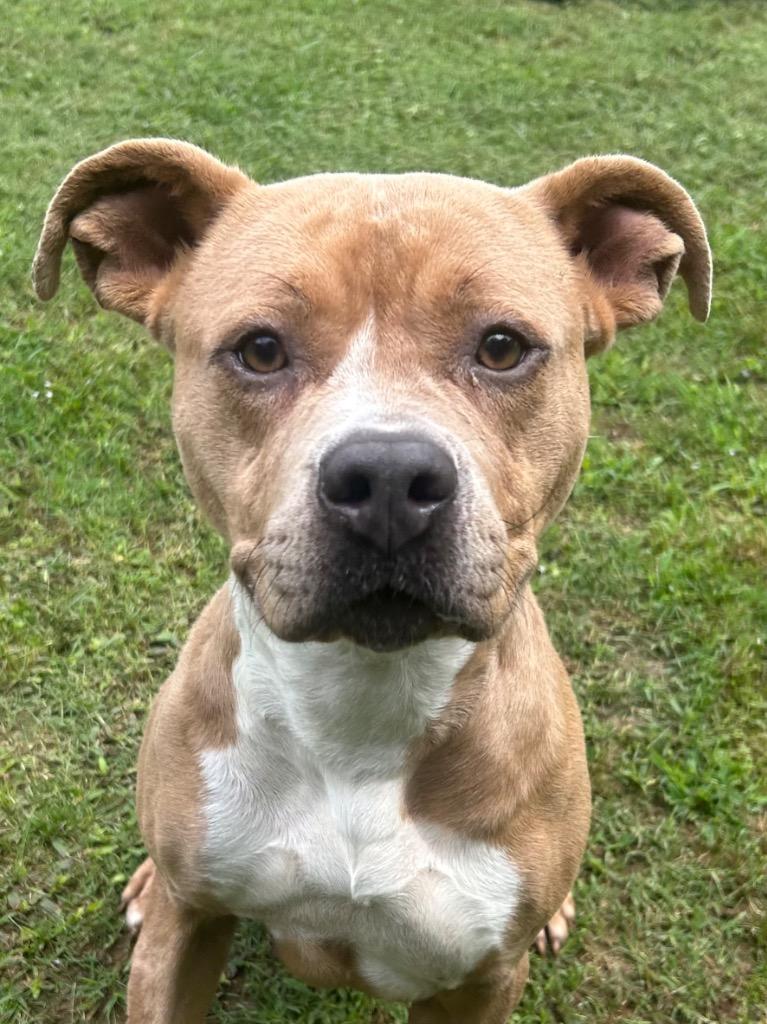 Enlarge Loba, a Adoptable mixed breed in Benton, AR image 3/4
