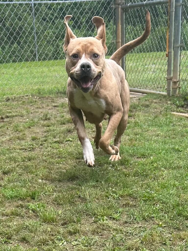 Enlarge Loba, a Adoptable mixed breed in Benton, AR image 4/4