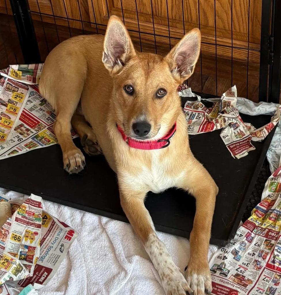 Yen, a Adoptable mixed breed in Ewing, NJ image 1/2