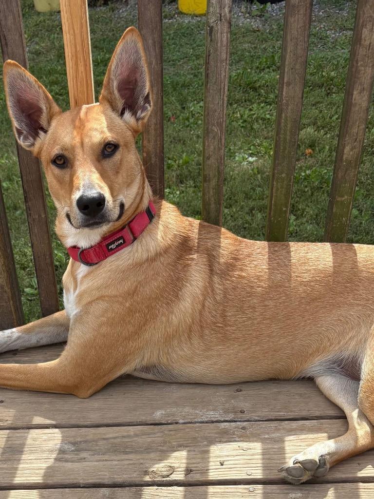 Yen, Adoptable, Young Female Carolina Dog & Husky.
