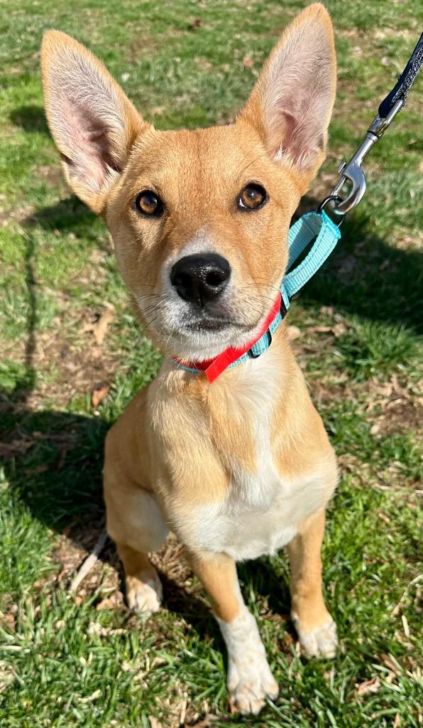 Yen, a Adoptable mixed breed in Ewing, NJ image 2/2