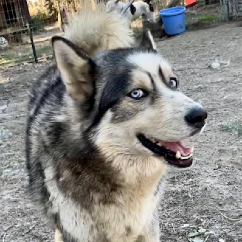 Enlarge PAULO, a Adoptable Siberian Husky in Point Richmond, CA image 2/2