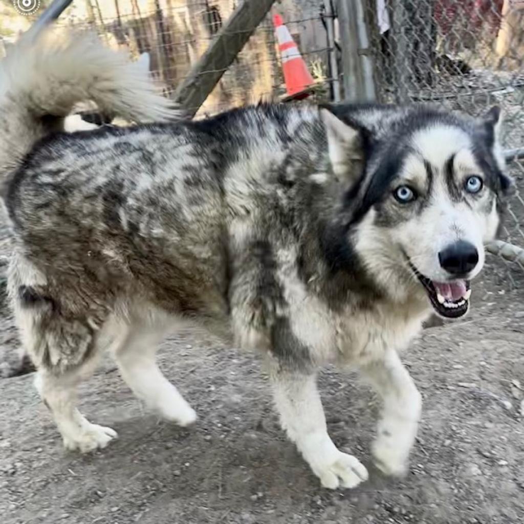 Enlarge PAULO, a Adoptable Siberian Husky in Point Richmond, CA image 1/2