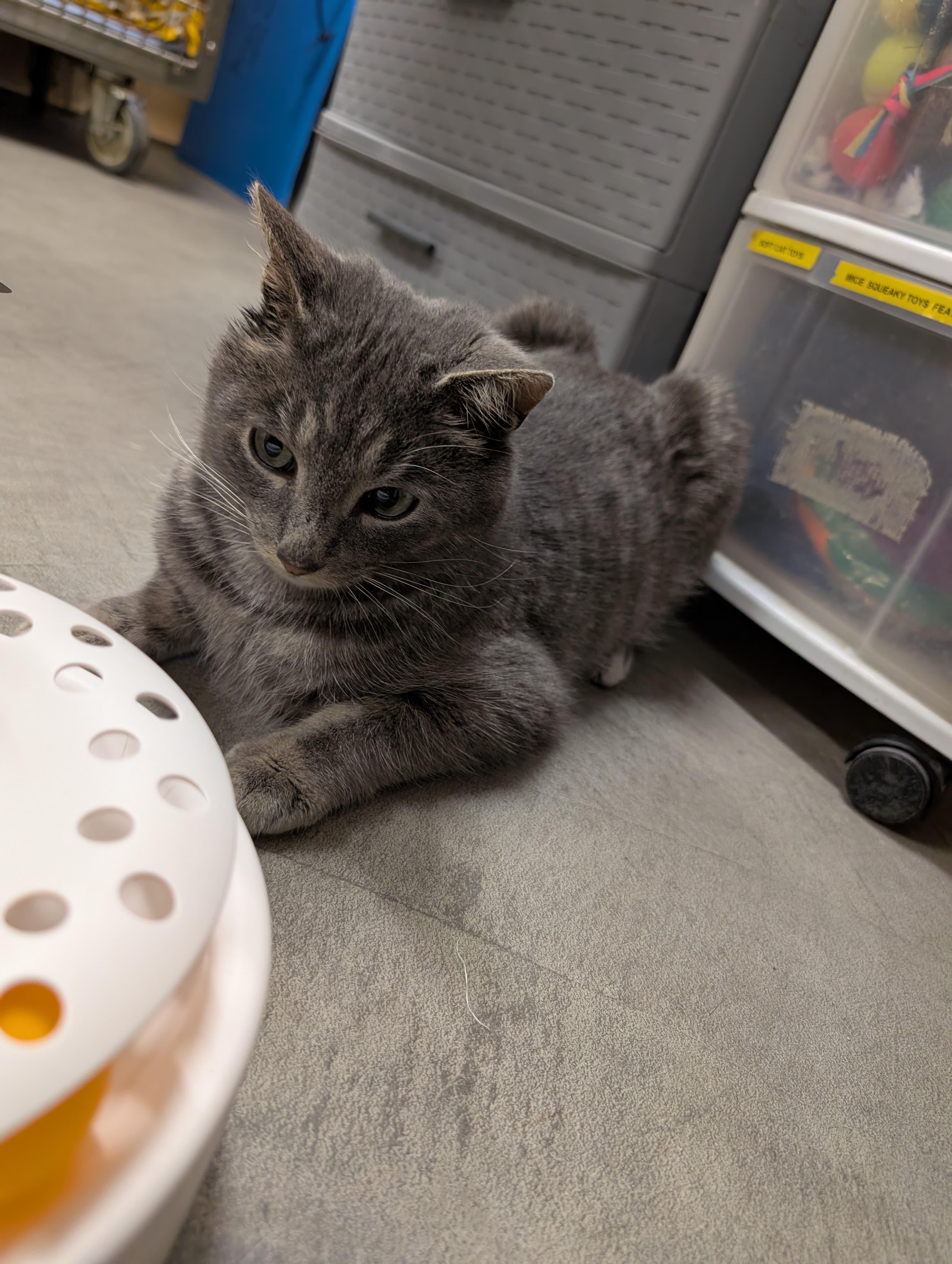 Enlarge Tucker, an adoptable Domestic Short Hair in Renfrew, PA image 2/5