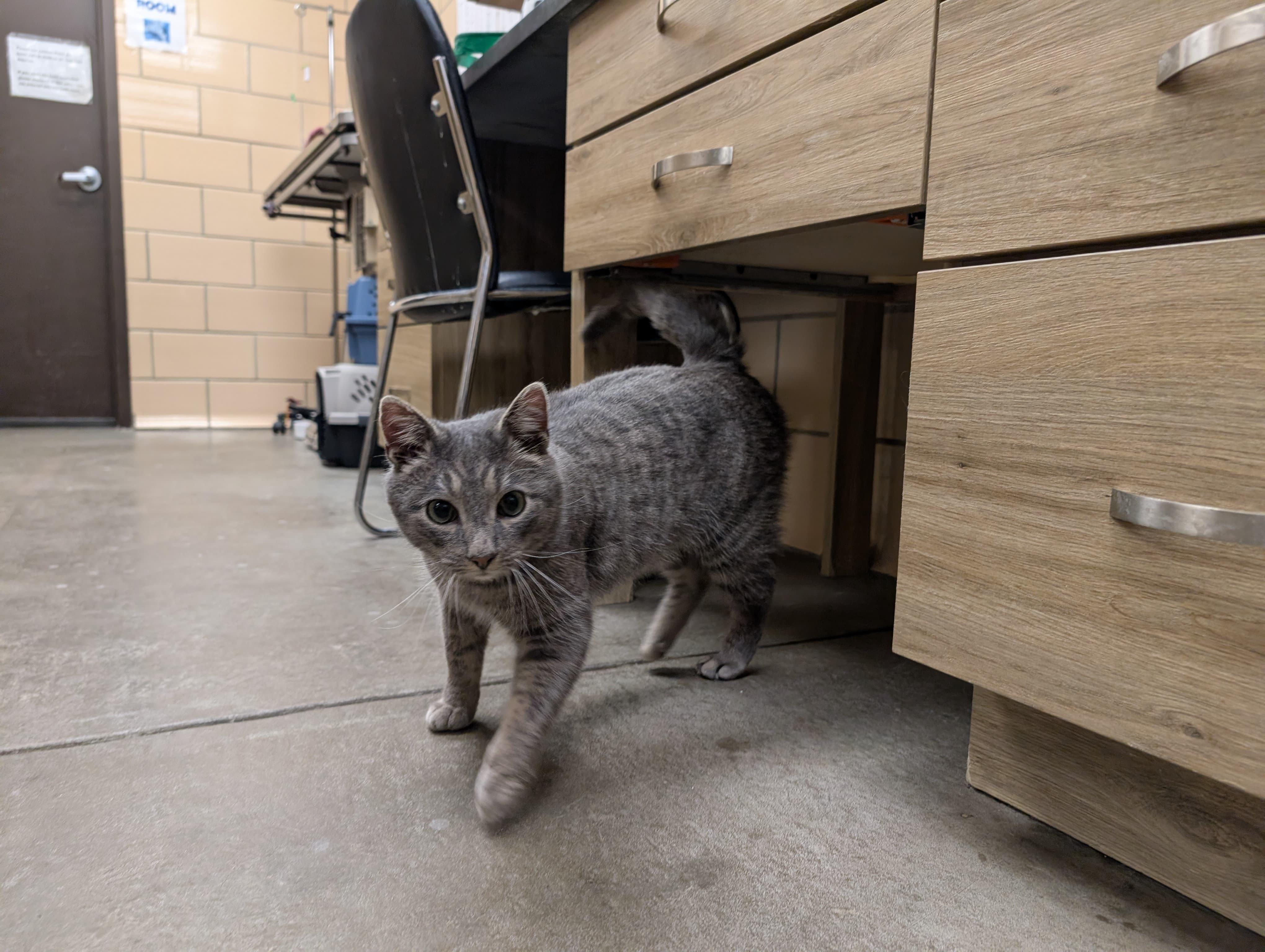 Enlarge Tucker, an adoptable Domestic Short Hair in Renfrew, PA image 4/5