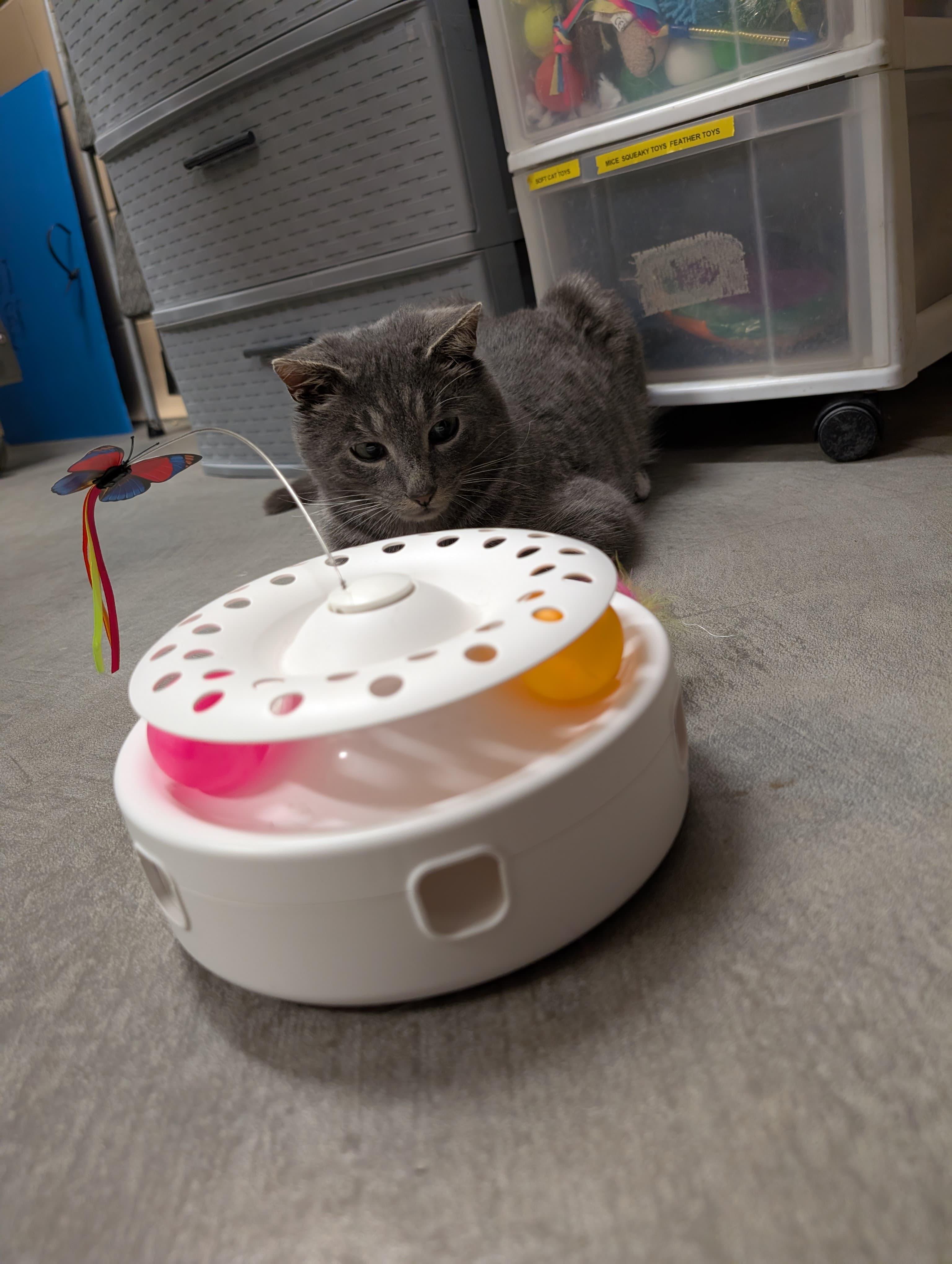 Enlarge Tucker, an adoptable Domestic Short Hair in Renfrew, PA image 5/5