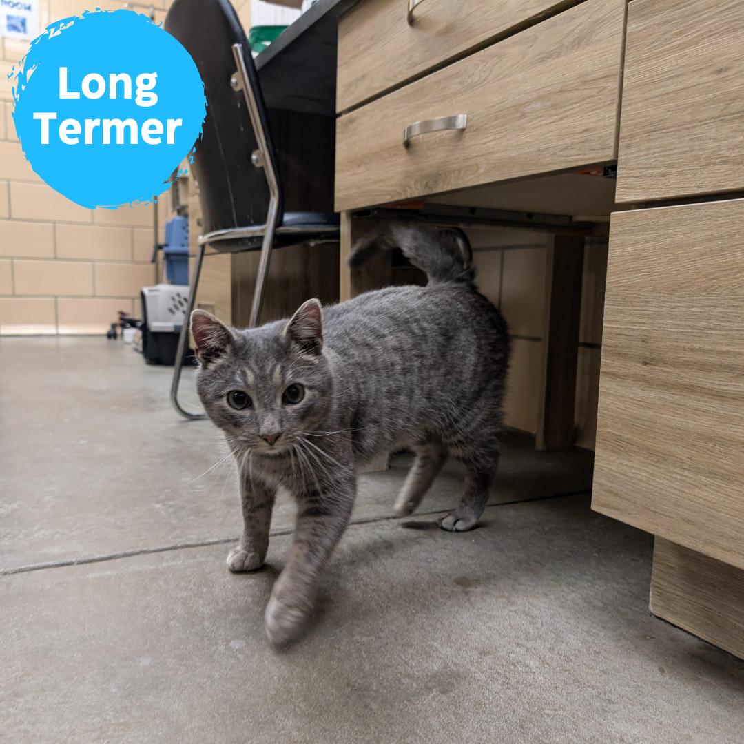 Tucker, adoptable, Adult Male Domestic Short Hair.