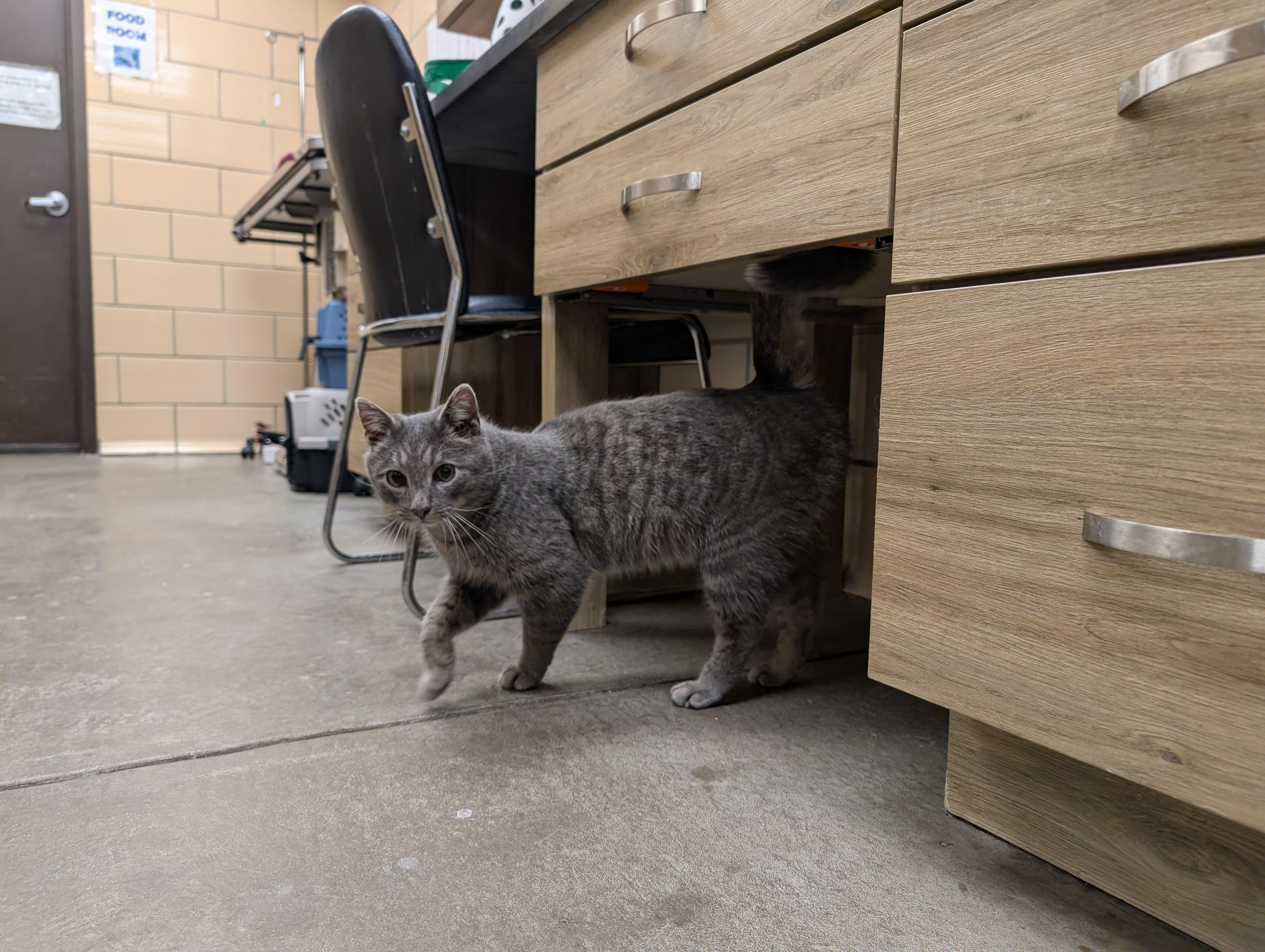 Enlarge Tucker, an adoptable Domestic Short Hair in Renfrew, PA image 3/5