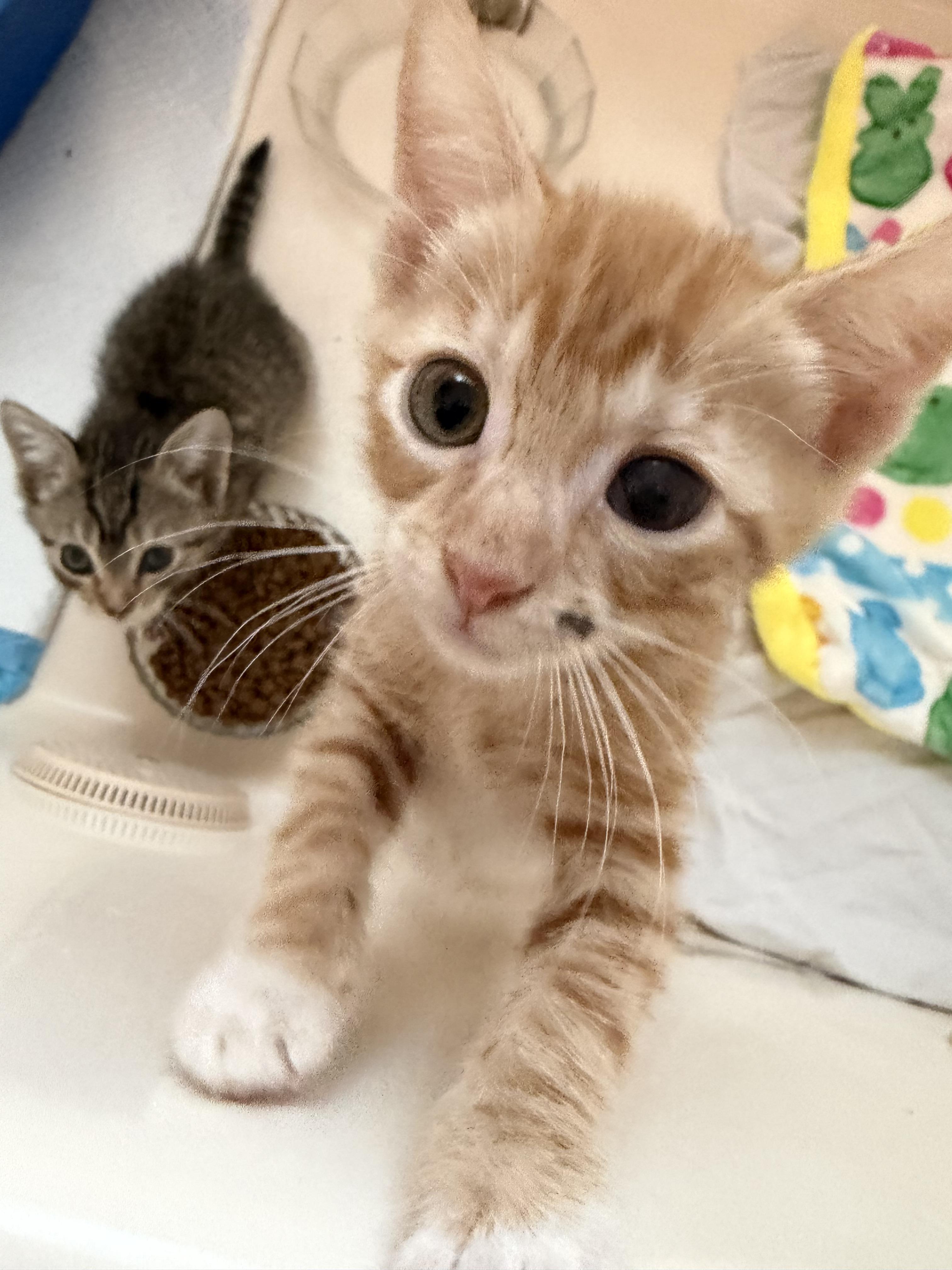 Enlarge Felix 2026-278, a Adopted Domestic Short Hair in Winder, GA image 1/4